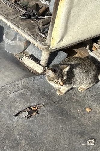 Ищем дом для котят и кошечки!