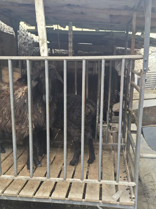 Söliq qöylar sotiladi