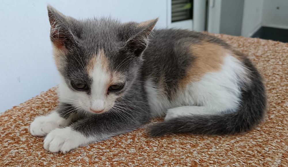 Подарявам малко котенце