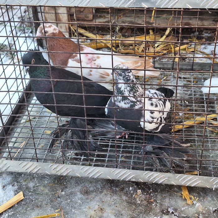 Голуби на продажу