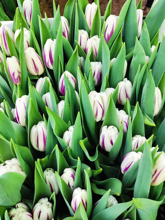 Продам тюльпаны к 8 марту