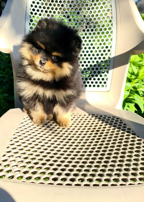 Померан померан.