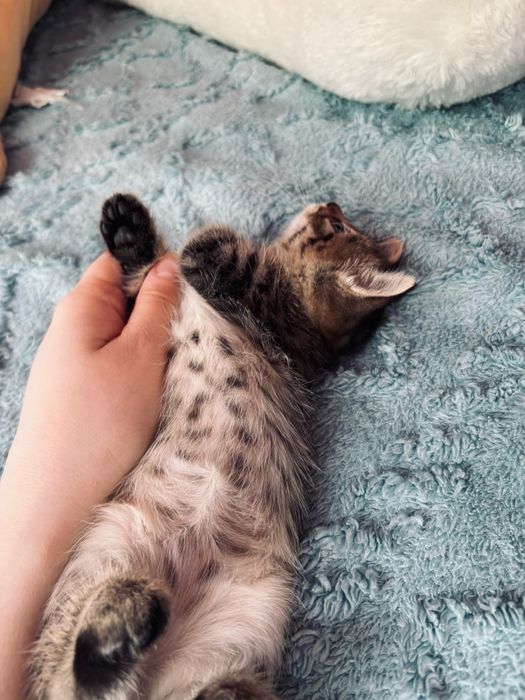 Очаровательные котята ищут дом!