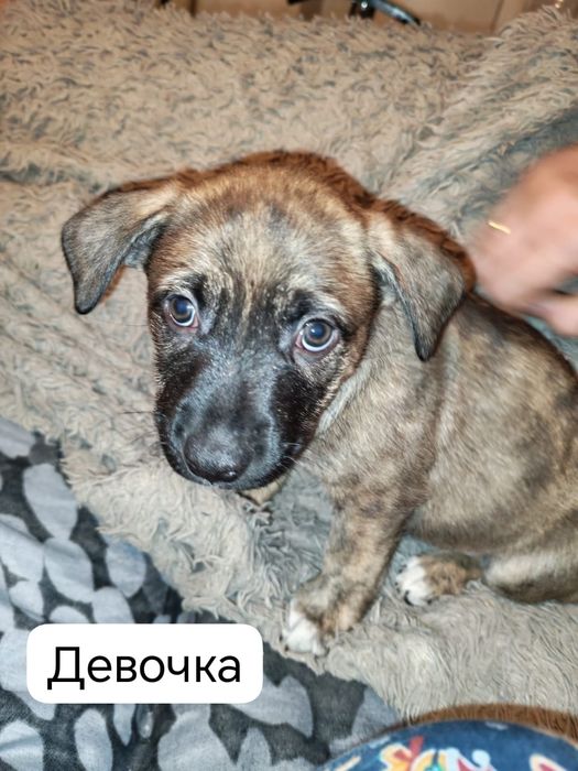 Отдаём щенков стафорда в добрые руки