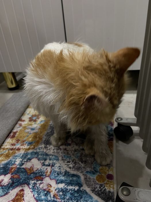 Ищем малышу новый дом