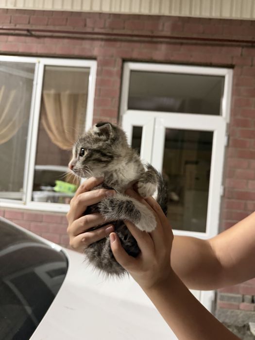 котенок девочка отдам
