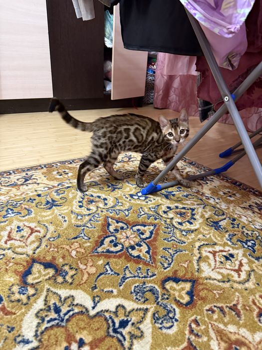 бенгальский котенок отдам