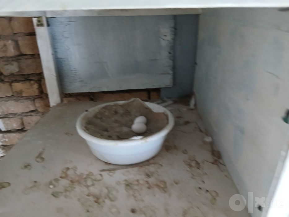 Копконлар  сотилади