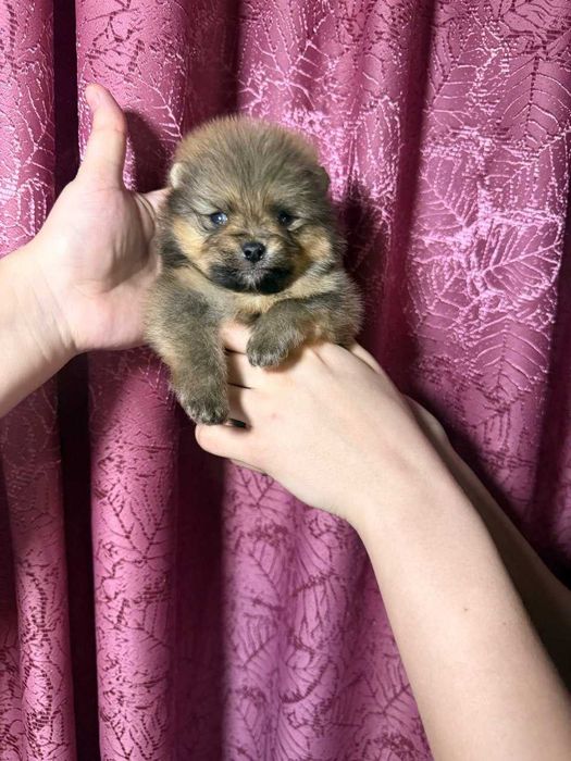 Померанский Шпиц