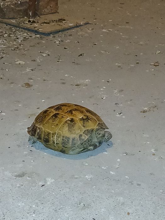 Черепаха тасбака 5.000