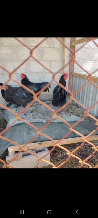 AVSTRALORP ZOTLI TOVUQLAR TUXUMLARI nalichi 9mingdan. Dastavka bor.