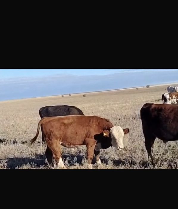 1 бас подсос сатылады