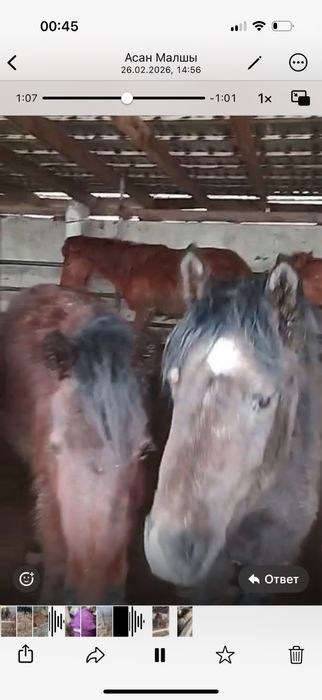 Продаются откормленные кобыллы