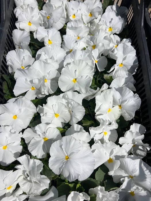 Viola  / Виола в любом количестве