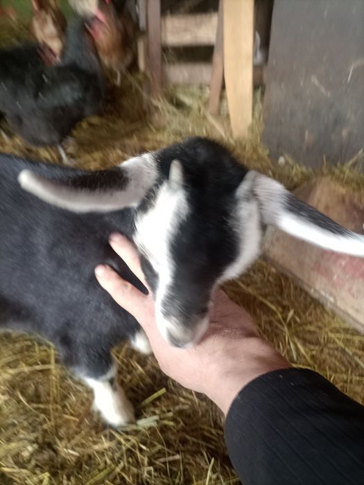 Трое девочек козлят