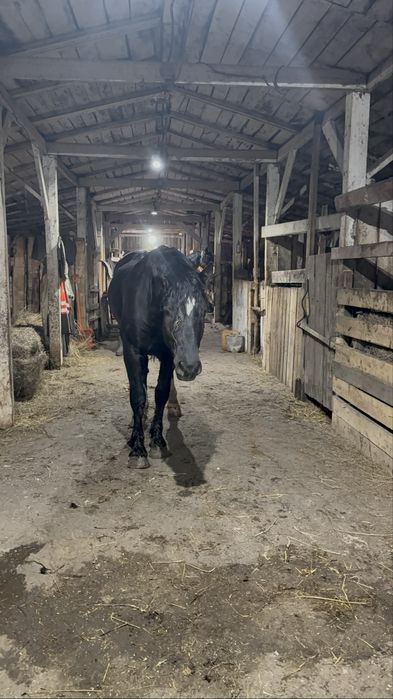 Продам жеребчика