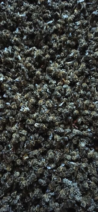 Пчелиный подмор/ өлі аралар