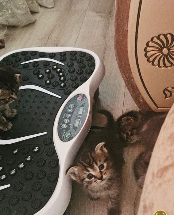 Котята шотландские