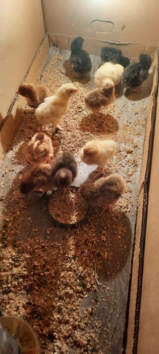 Продаются Цыплята