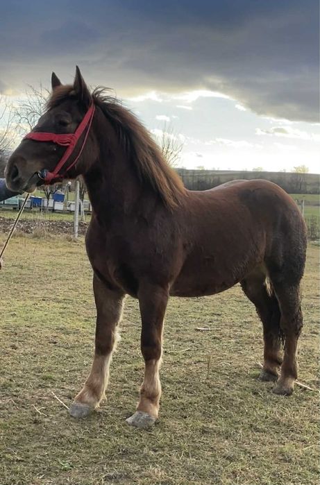 Vand manza de doi ani la primavara