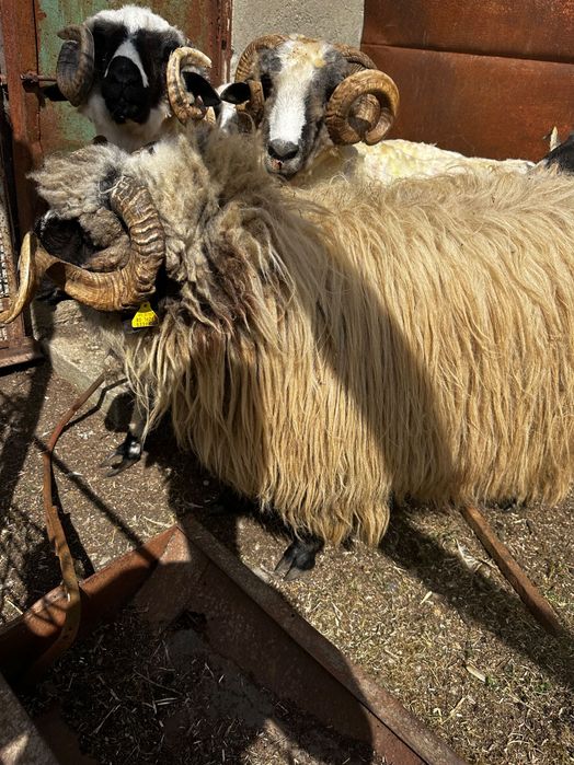 Vând berbec bucălau