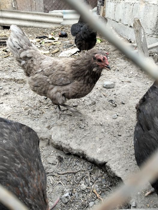 Продам куриц и петуха
