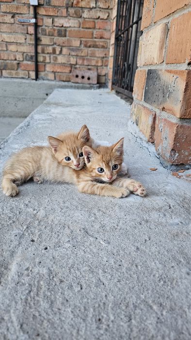 Отдам котят бесплатно