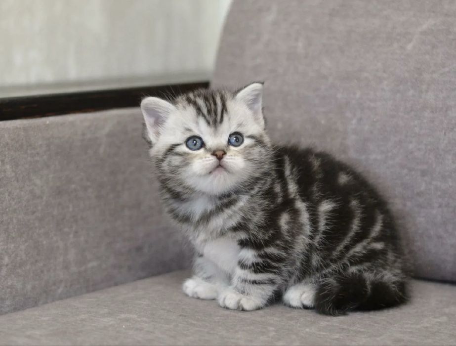 Шотландские котята