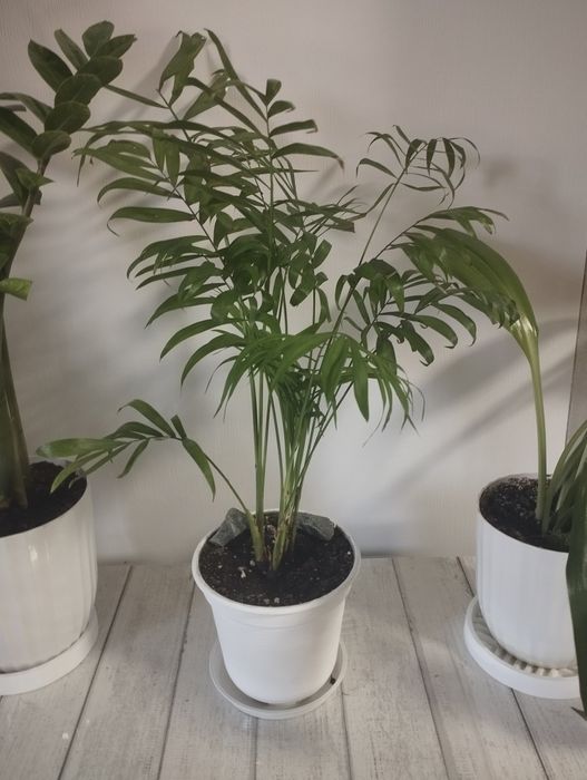 Продам комнатные растения