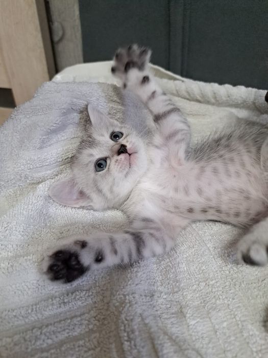 Животные кошки .