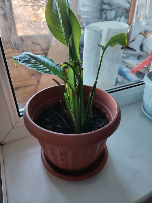 Продам денежное дерево ПО 1500тг Женской счастье 1000тг