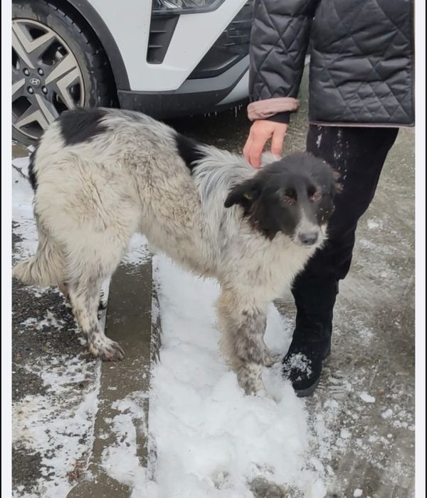 Собака ищем хозяев