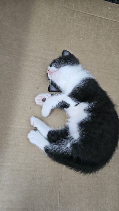 Малки сладки котенца