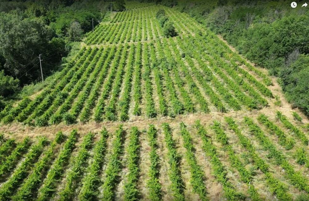 Продава се Парцел в с. Храбрино, Област Пловдив - 68188 кв.м за 10 €/кв.м - Снимка #1