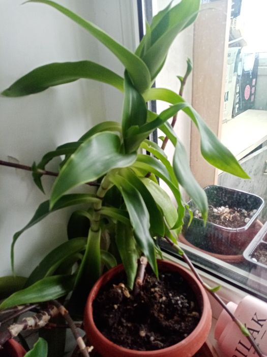 Продам растение Золотой ус