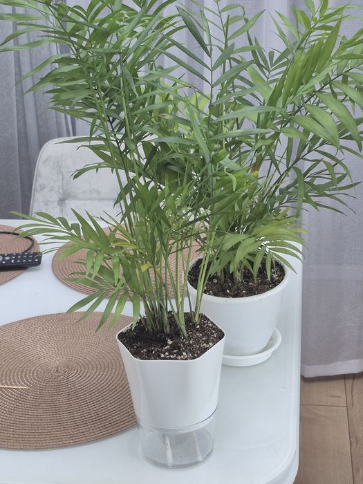 Продам комнатные цветы.