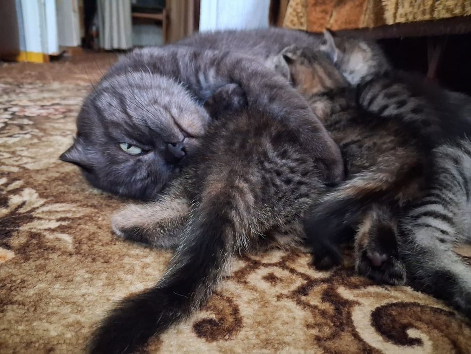 Отдам котят в добрые руки