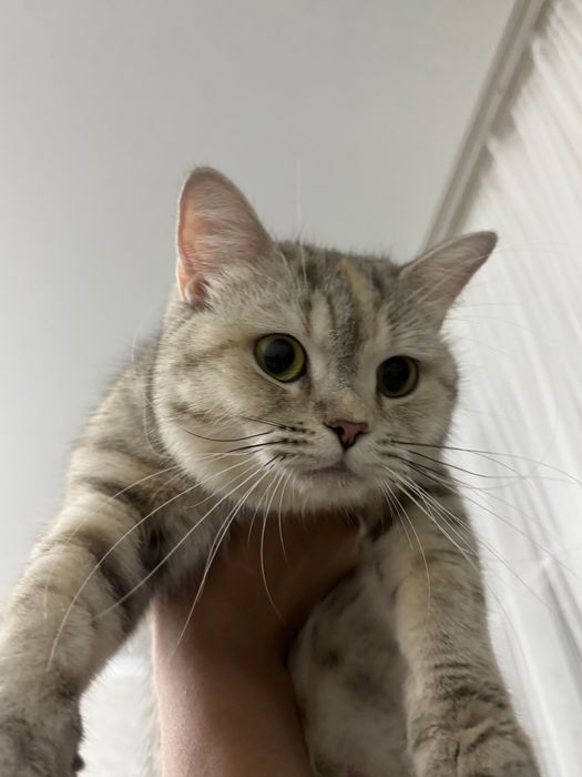 Шотландская кошка прямоухая