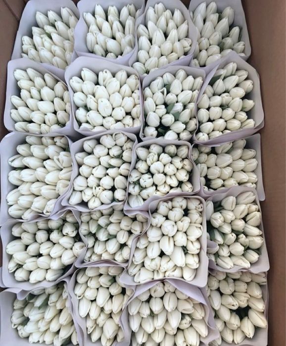 Тюльпаны оптом 550тг