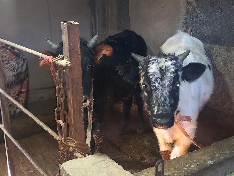 Бычки                        .