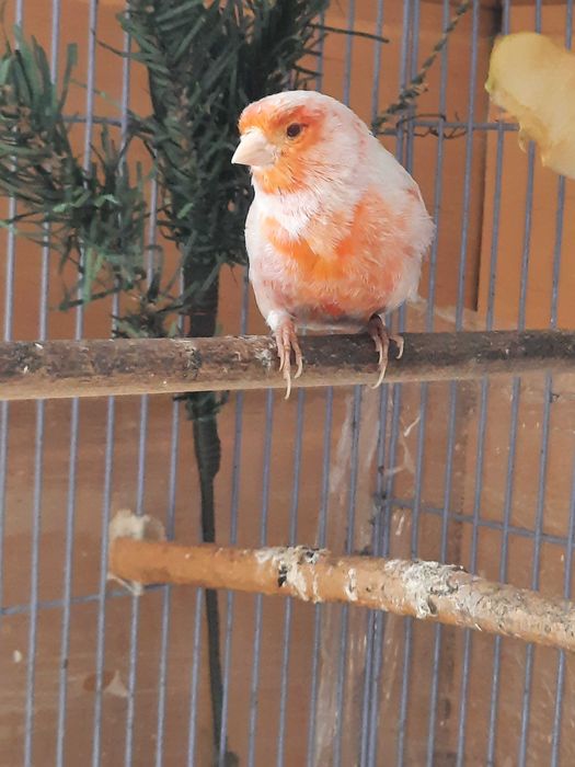 Пара канареек сатинет .