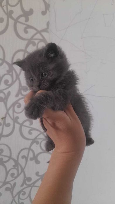 Британо-Шотландские котята, привиты!