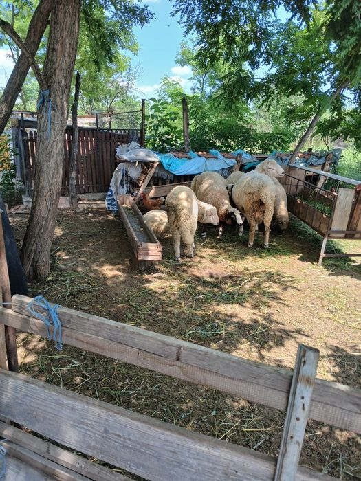 De vânzare 6 miei și 1 berbec