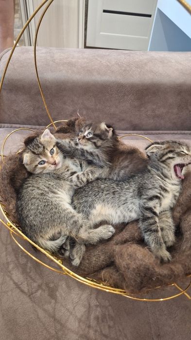 продаём котят скоттиш-фолд