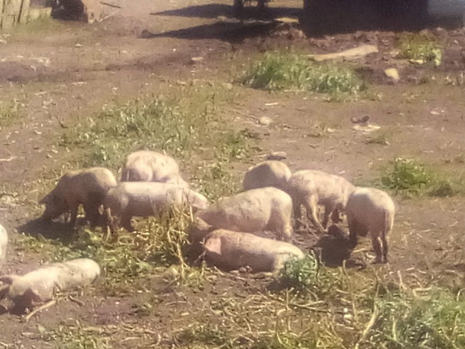 Продам Поросят 2месячные