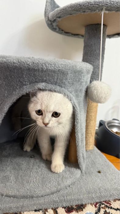 Кошка британская шиншила