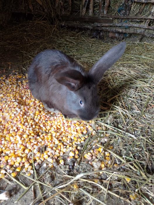 Vând iepurași mâncăcioși și jucăuși