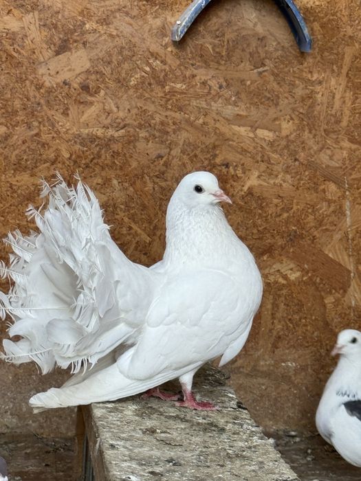 Pereche porumbei curcani/voltati