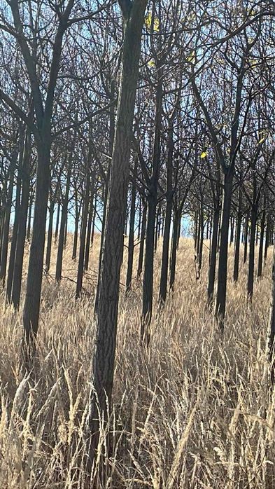 Vand trunchi de Paulownia !