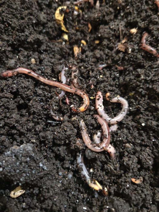 Черви для рыбалки дендробена